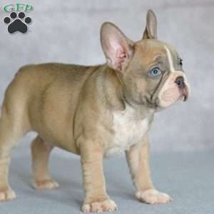 Lucky, French Bulldog Puppy